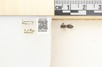 Media type: image;   Entomology 768594 Aspect: Labels